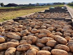 potato