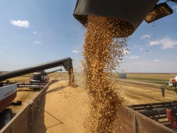 экспорт пшеницы