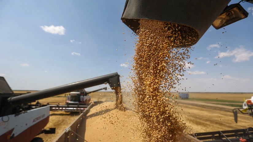 экспорт пшеницы 