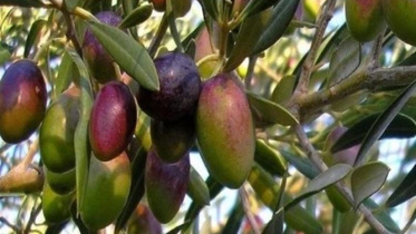 zeytin