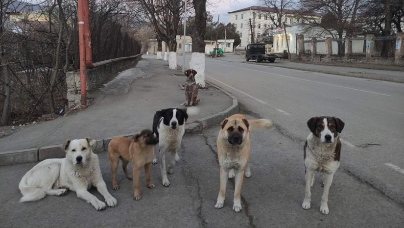 ქუჩის ძაღლები