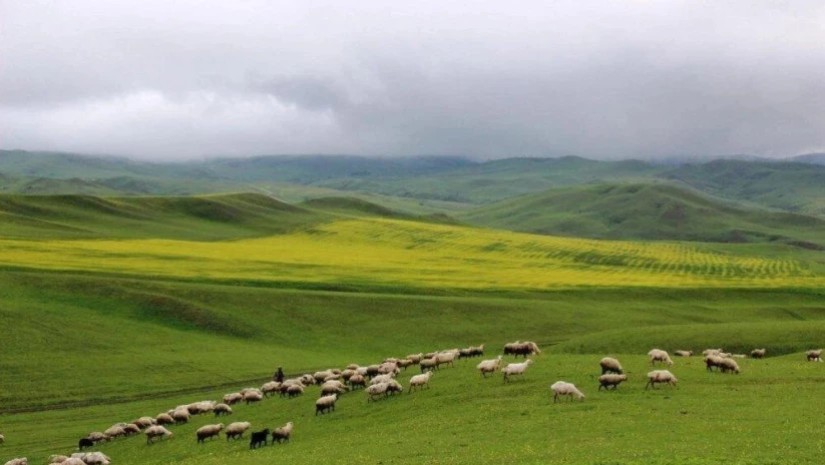 საძოვრები