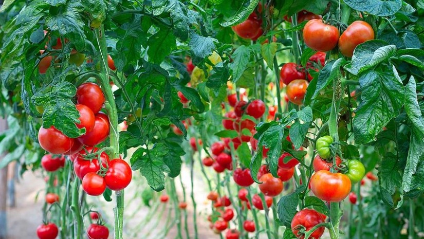 tomatoes