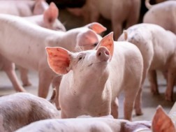 ცოცხალი ღორები