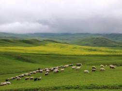 საძოვრები