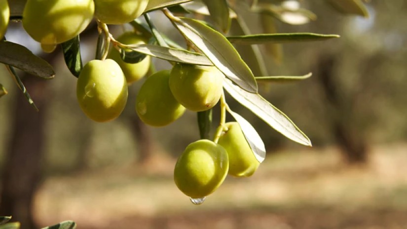 ზეთისხილი