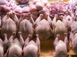 poultry meat