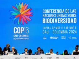 cop16