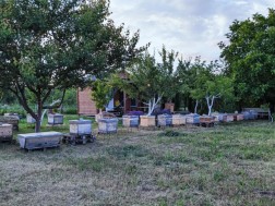 ფუტკარი