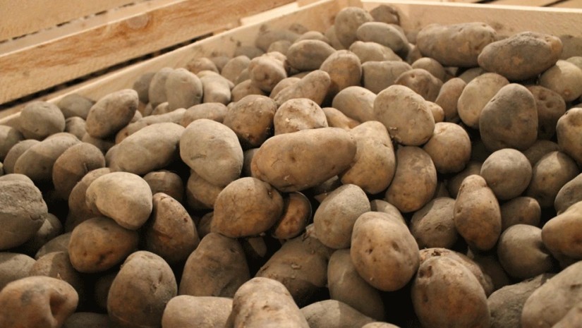 კარტოფილი