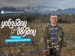 თიბისი