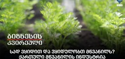 სად ვყიდით და ვყიდულობთ მწვანილს? ქართული მწვანილის ინდუსტრია