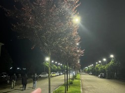 საკურა