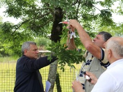 ფაროსანა