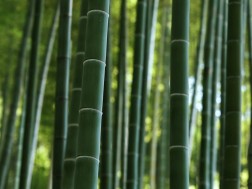 ბამბუკი