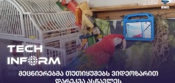თუთიყუშები