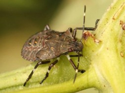 ფაროსანა