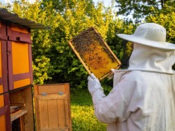 მეფუტკრე