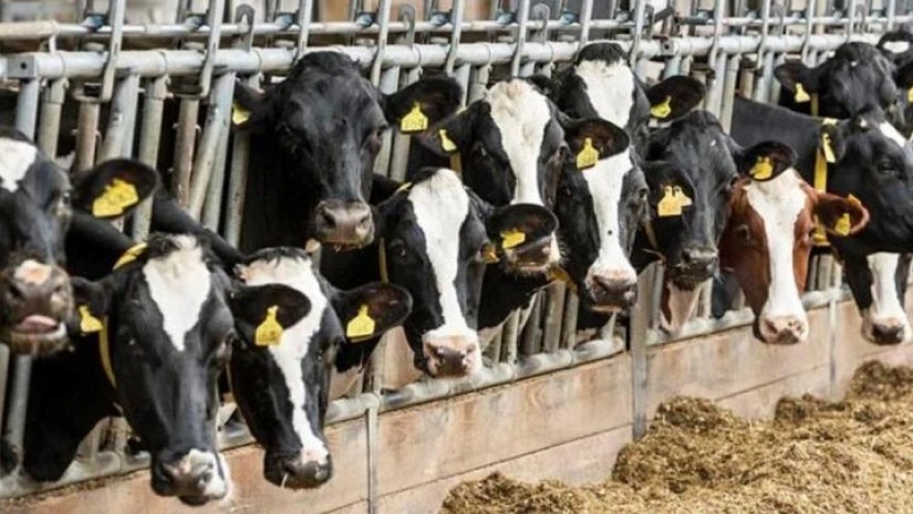 ყვარლის ბაგა