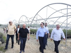 დავით სონღულაშვილი