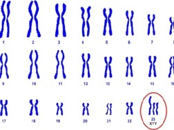 ქრომოსომა