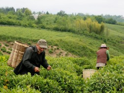 ჩაის პლანტაციები
