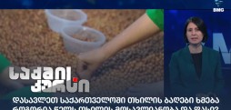 თხილის მოსავალი