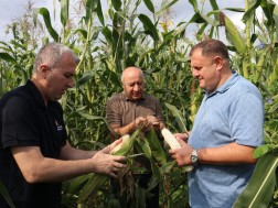 სიმინდი