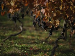 ყურძენი