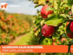 ვაშლის აგრობაღები