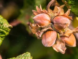 გამხმარი თხილი