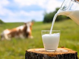 ნედლი რძე