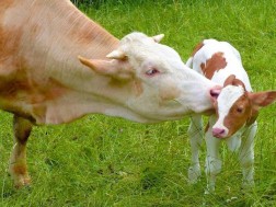 პირუტყვი