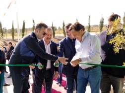 სვანიძის ზეთისხილი
