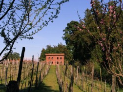 იას ვენახები