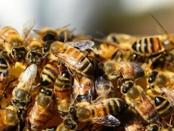 ფუტკარი