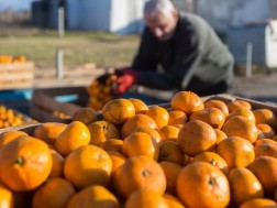 ციტრუსი