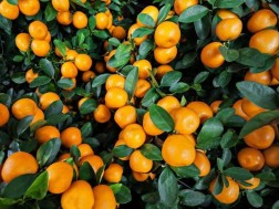 მანდარინი