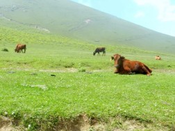 საძოვარი