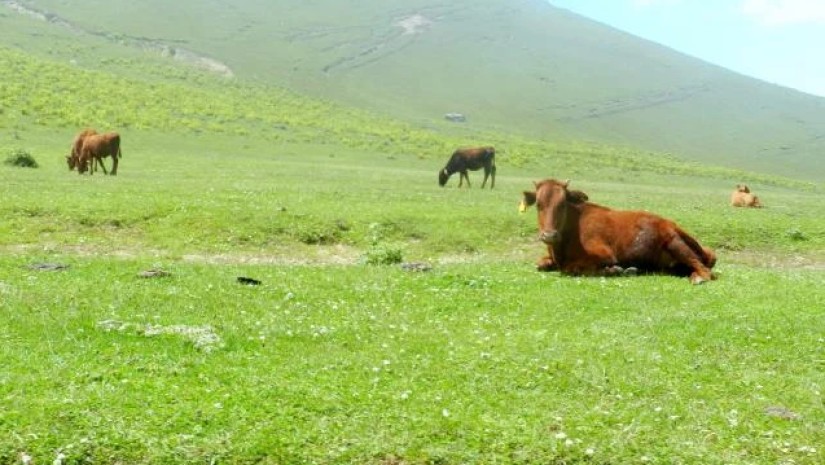 საძოვარი