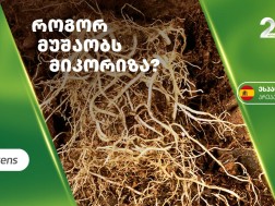მიკროზონა