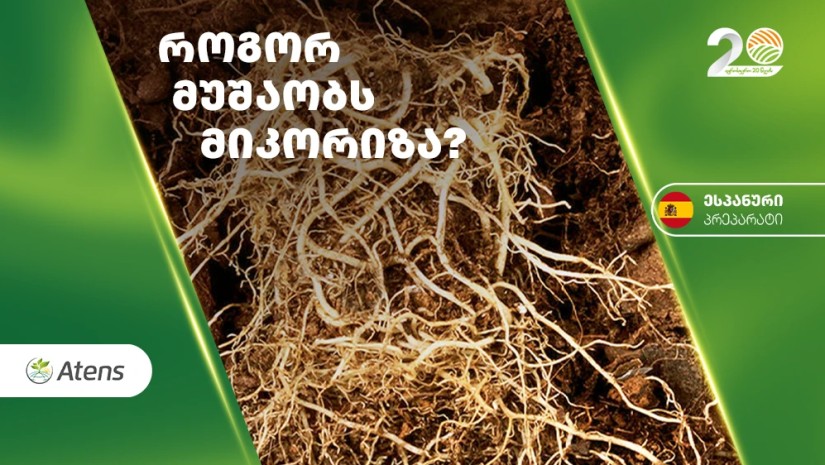 მიკროზონა 