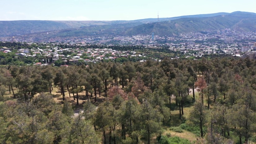 ნაძალადევი
