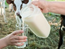 MILK