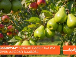 სავანელი