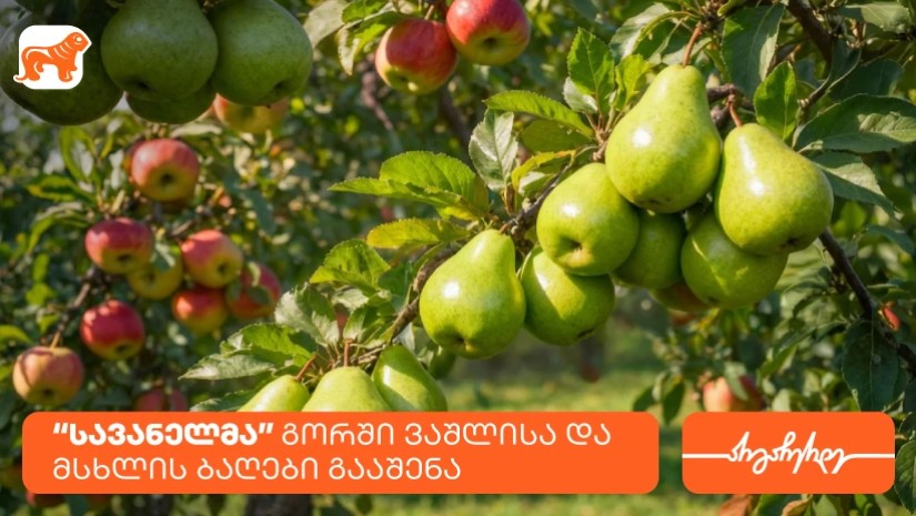 სავანელი