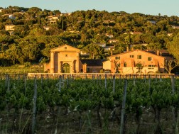 ფრანგული ვენახი