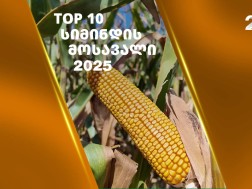 ფერმერები, რომლებმაც 2025 წელს სიმინდის ყველაზე დიდი მოსავალი აიღეს 