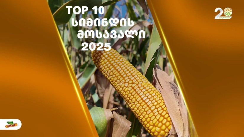 ფერმერები, რომლებმაც 2025 წელს სიმინდის ყველაზე დიდი მოსავალი აიღეს 