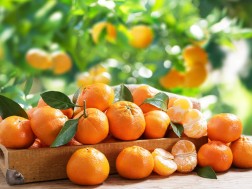 ციტრუსი